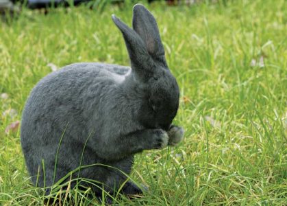 Kinds of Rabbits: Silver Fox Rabbit Image